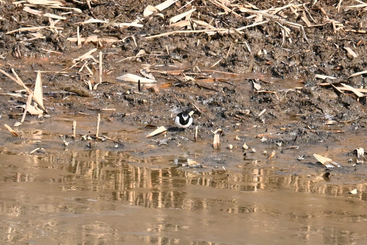 Japanese Wagtail - ML647604564
