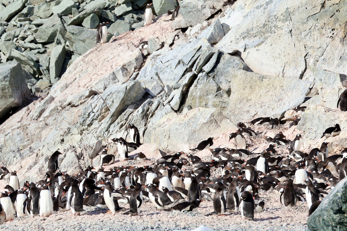 Gentoo Penguin - ML647604565