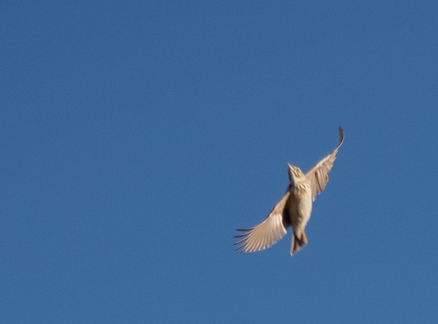 Crested Lark - ML647604566