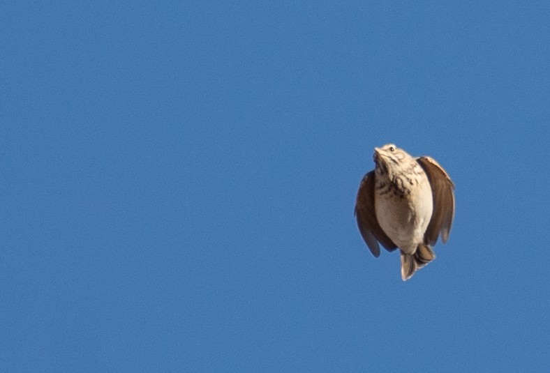 Crested Lark - ML647604568