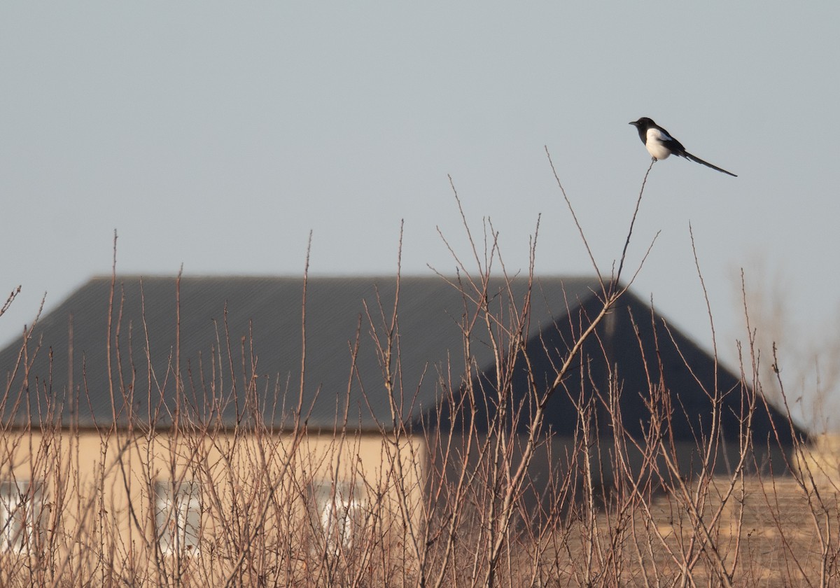 Eurasian Magpie - ML647604570