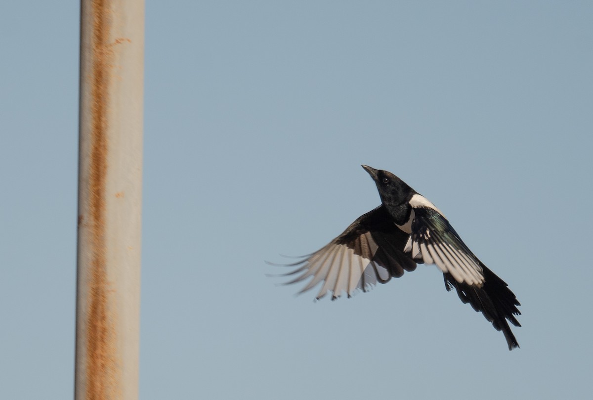 Eurasian Magpie - ML647604572
