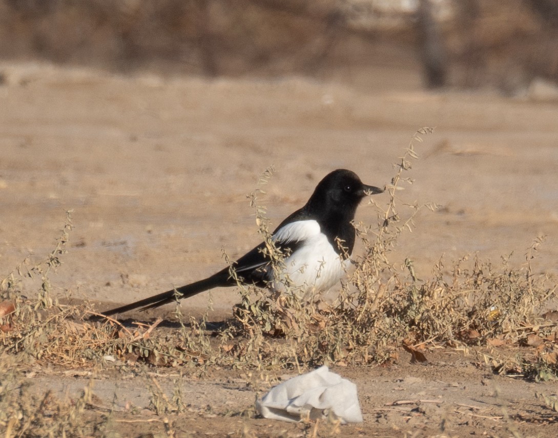 Eurasian Magpie - ML647604573