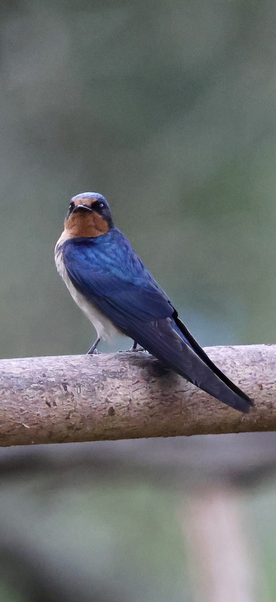Barn Swallow (White-bellied) - ML647604575