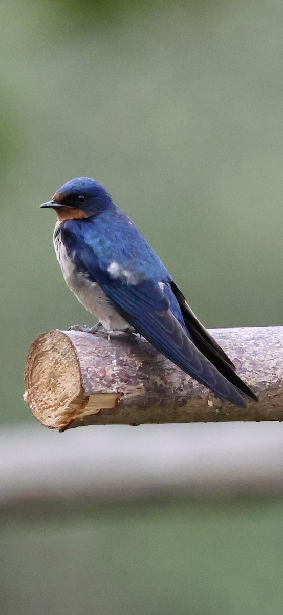 Barn Swallow (White-bellied) - ML647604576