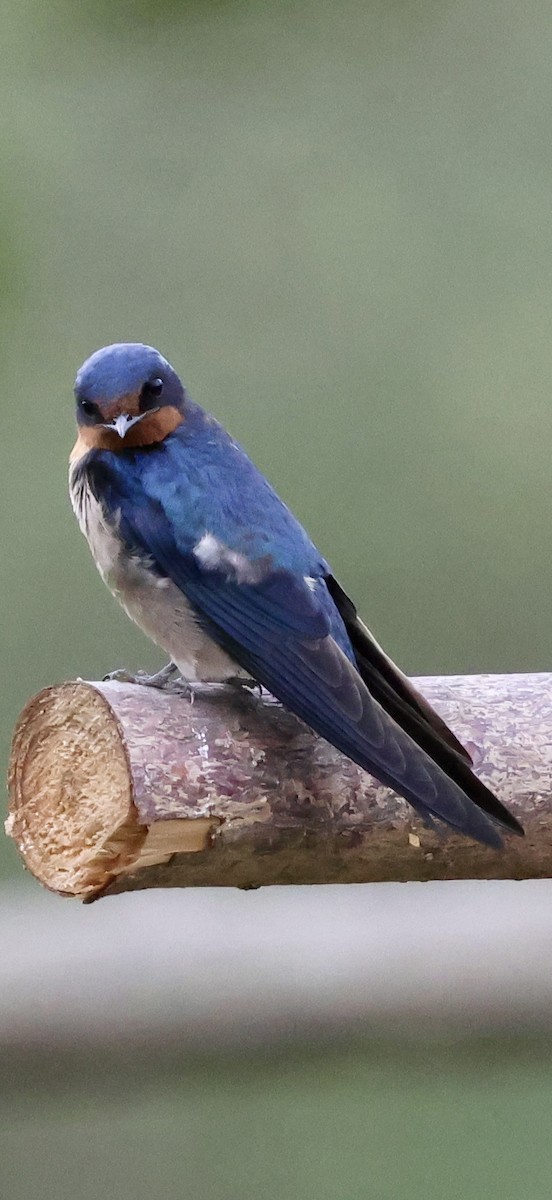 Barn Swallow (White-bellied) - ML647604577