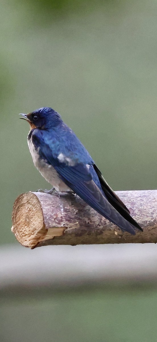 Barn Swallow (White-bellied) - ML647604578