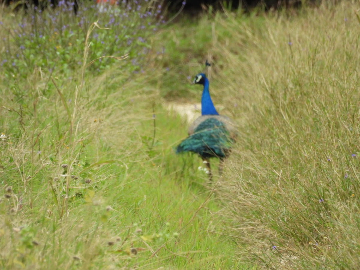 Indian Peafowl - ML647604582