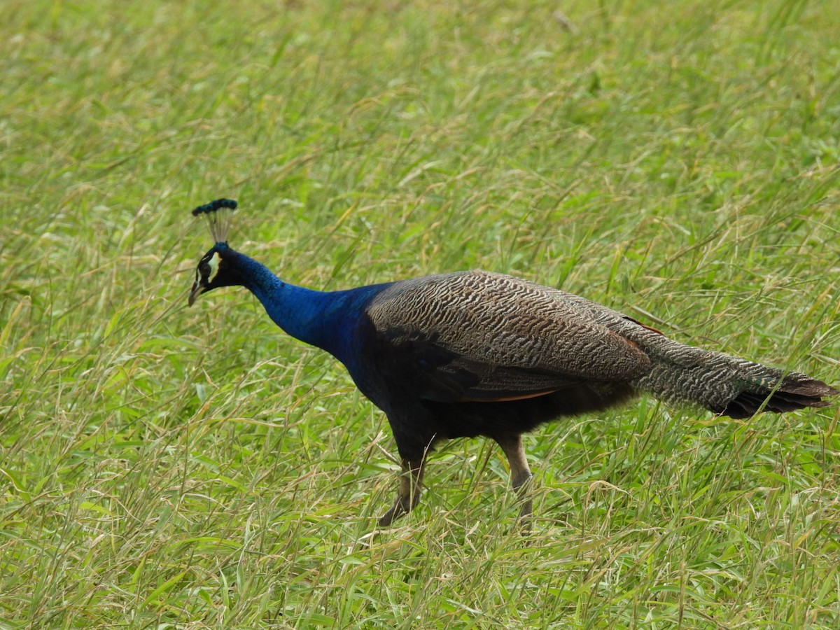 Indian Peafowl - ML647604583