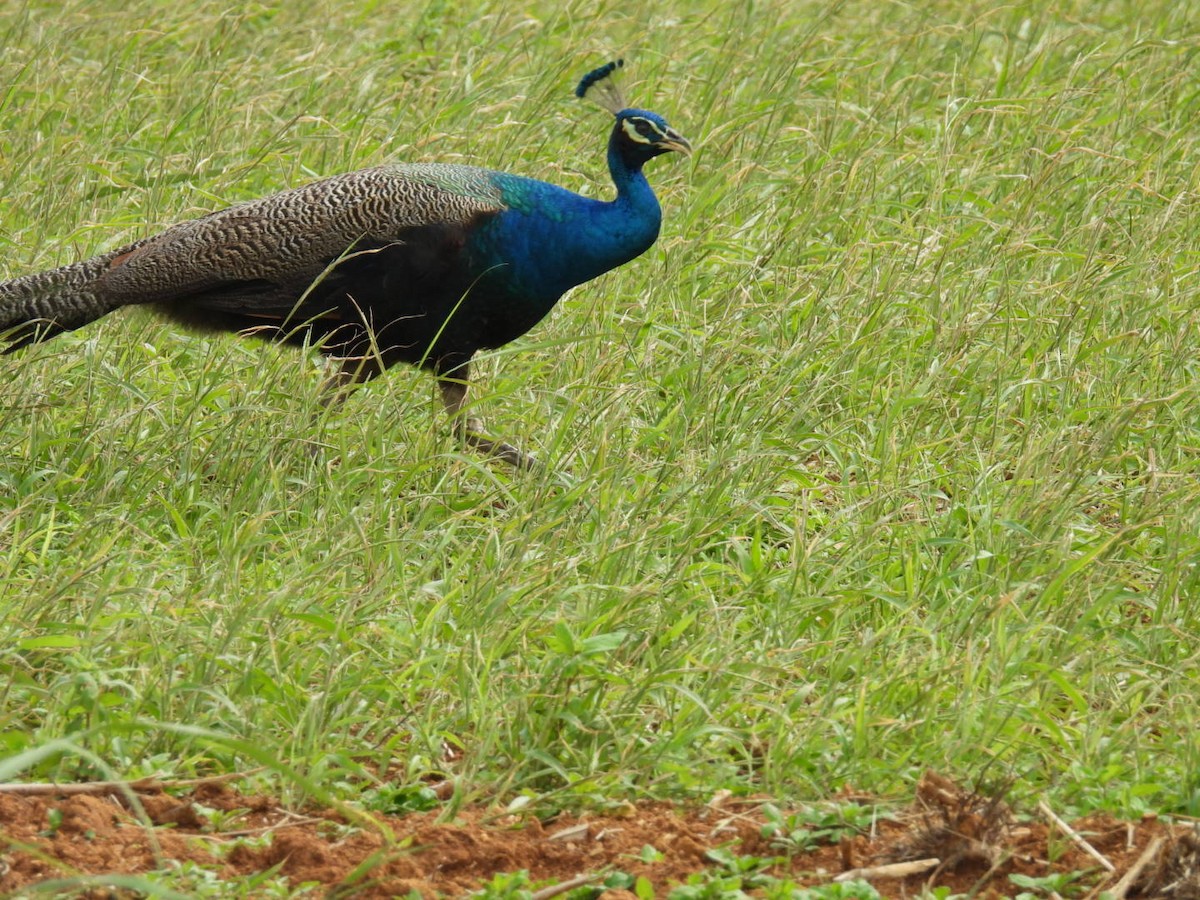 Indian Peafowl - ML647604584