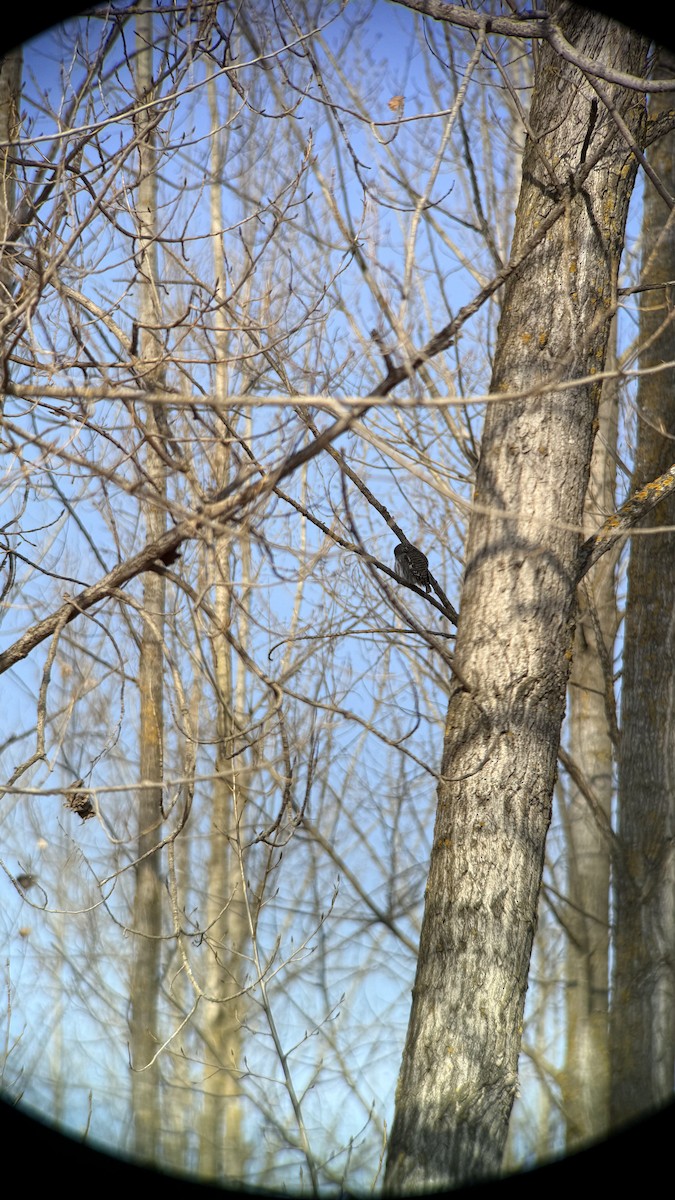 Asian Barred Owlet - ML647604585