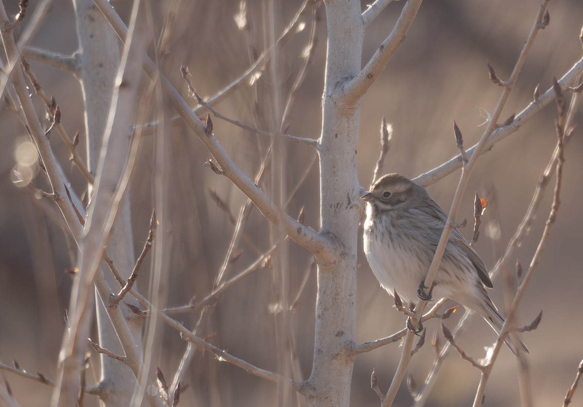 Reed Bunting - ML647604586