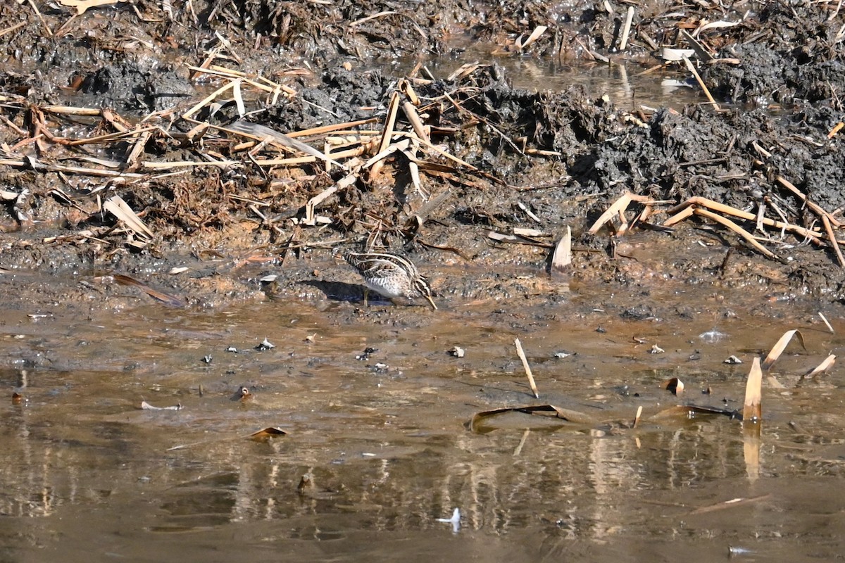 Common Snipe - ML647604588