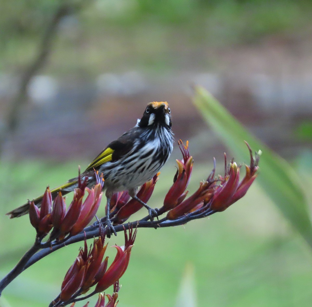 New Holland Honeyeater - ML647604590
