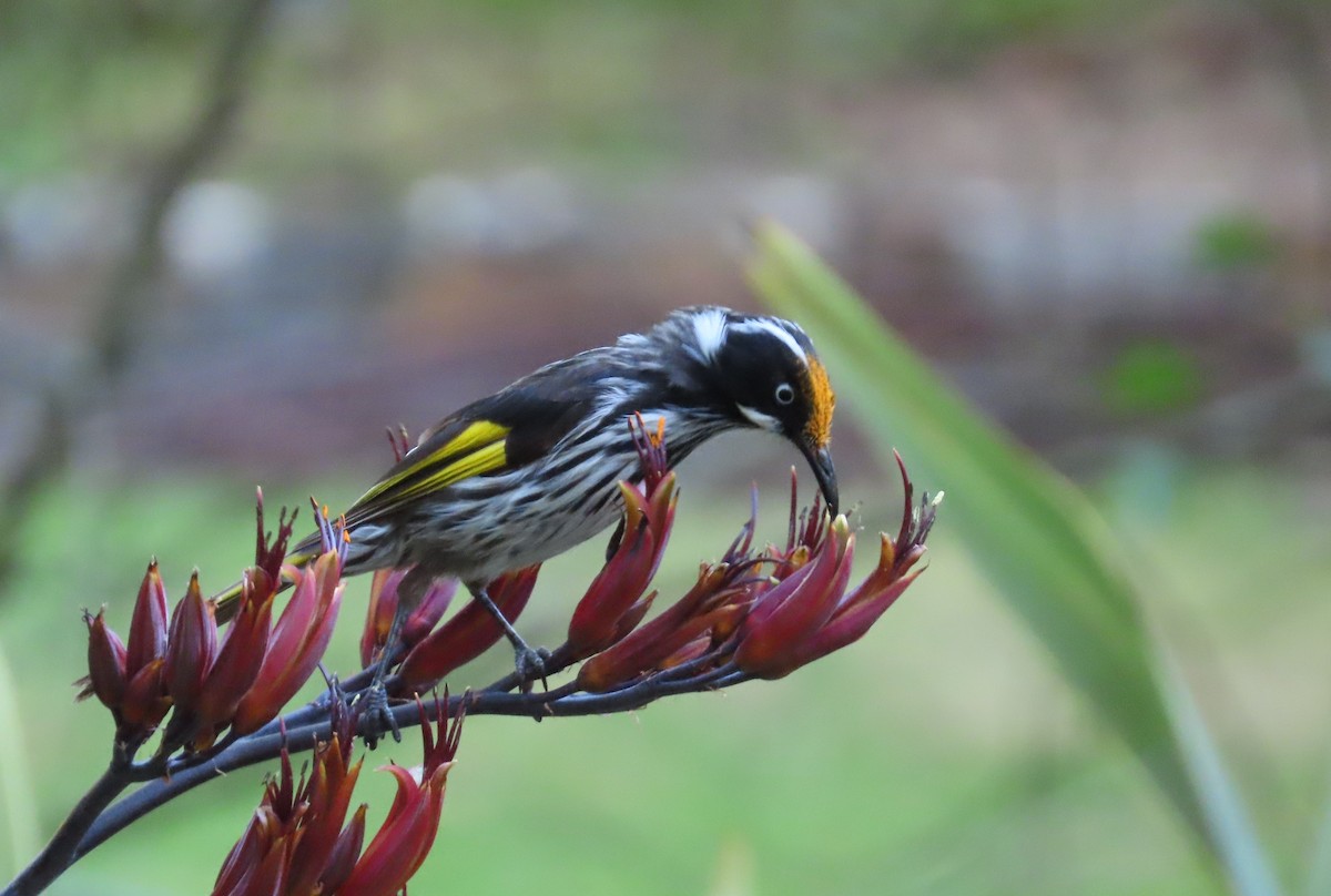 New Holland Honeyeater - ML647604591