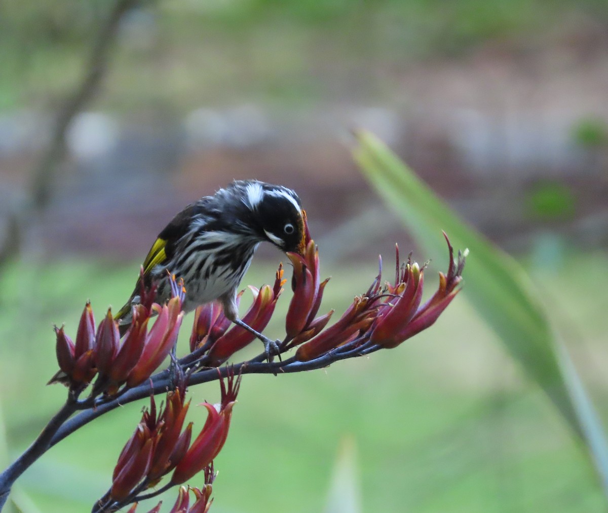 New Holland Honeyeater - ML647604592