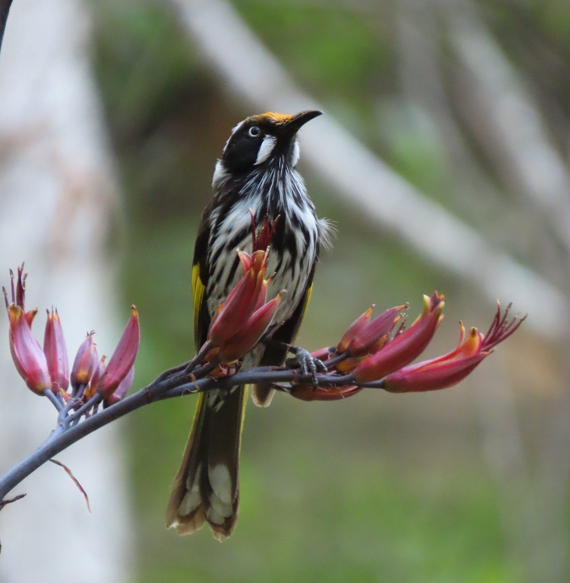 New Holland Honeyeater - ML647604593