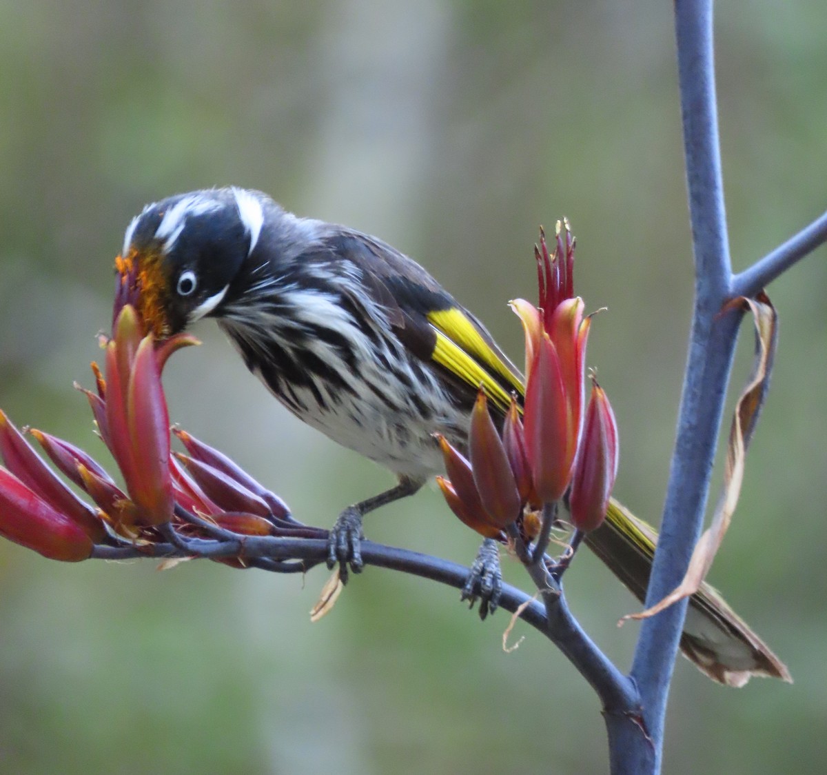 New Holland Honeyeater - ML647604594