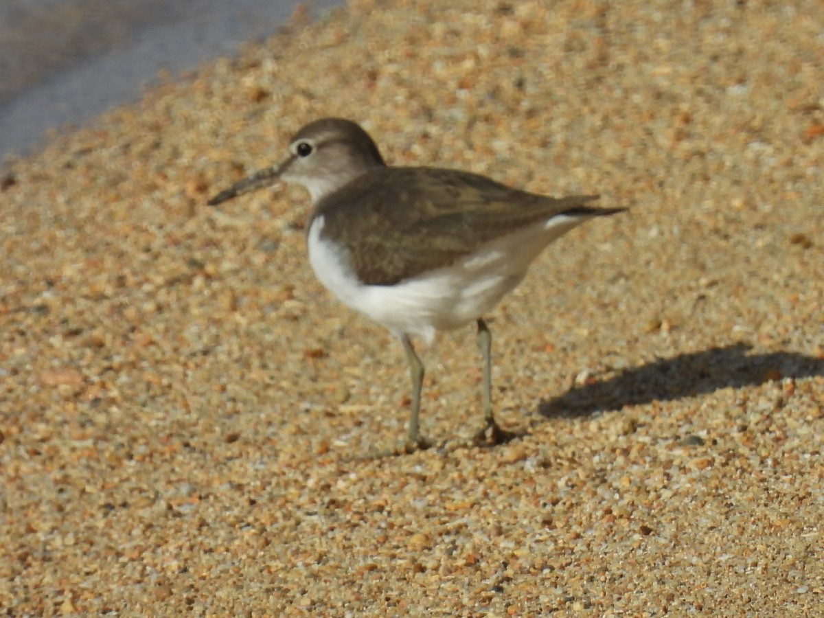 Common Sandpiper - ML647604595