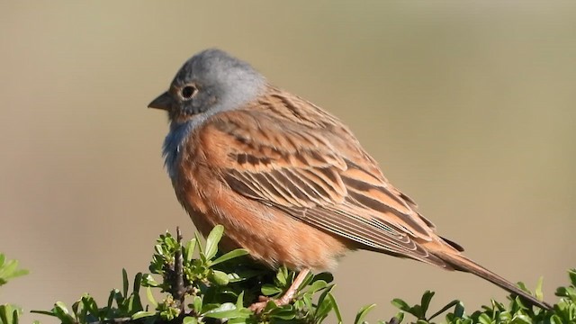 Cretzschmar's Bunting - ML647604597