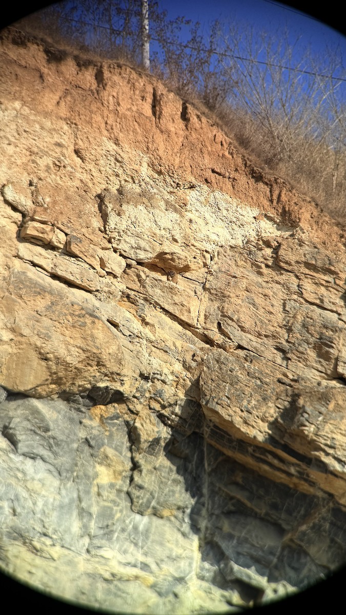 鵰鴞 - ML647604599