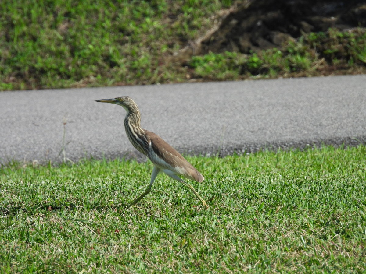 池鷺 - ML647604601