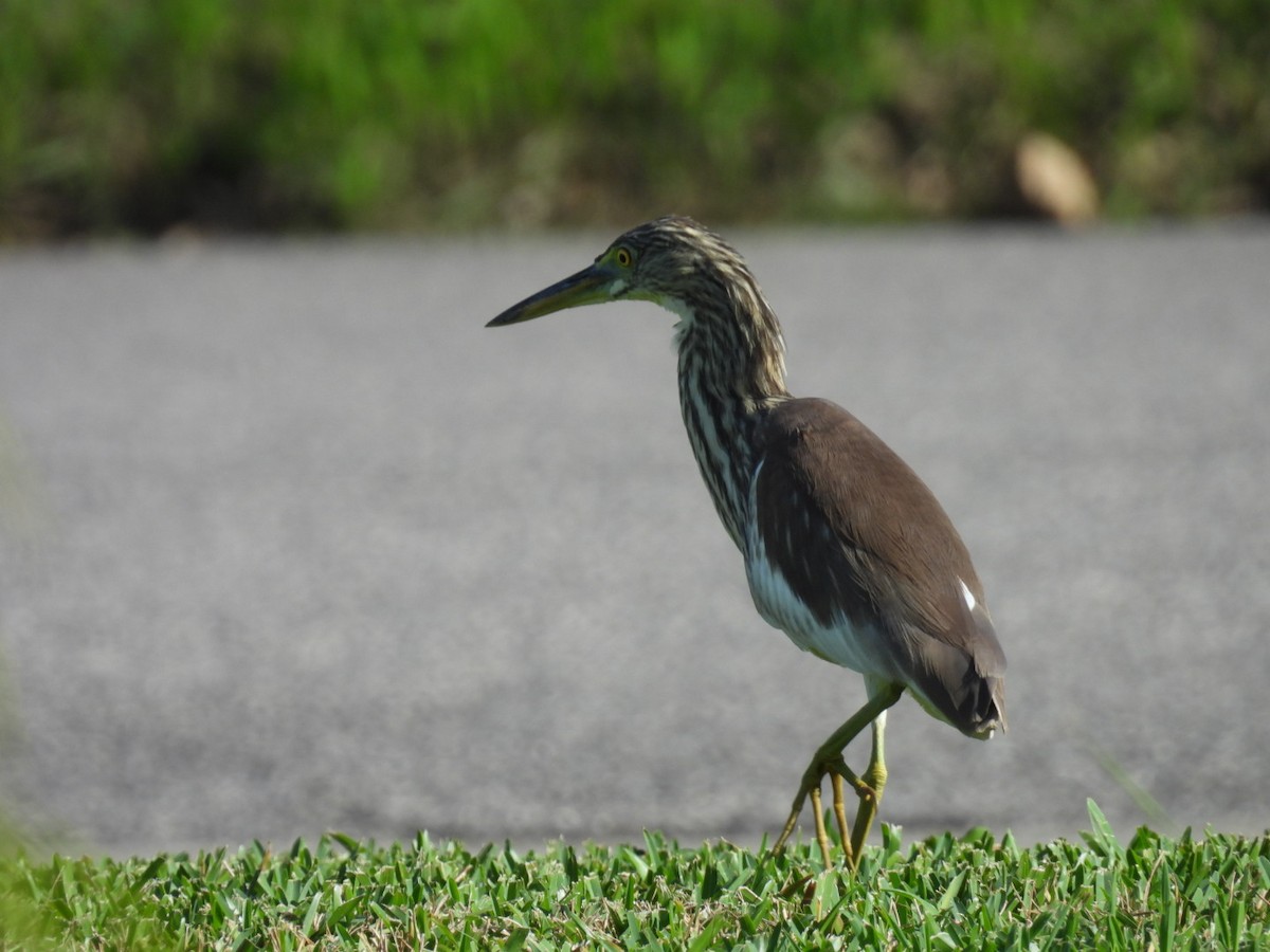 池鷺 - ML647604602