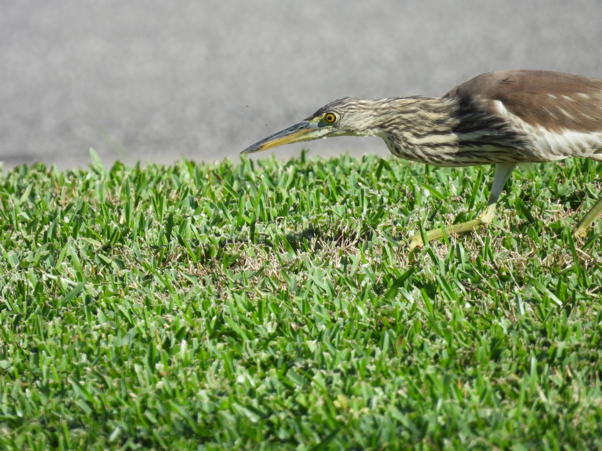 池鷺 - ML647604603