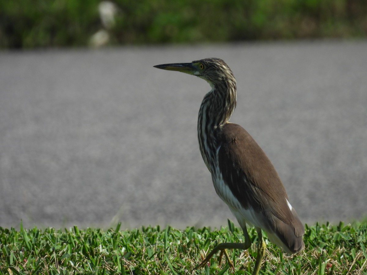 池鷺 - ML647604604