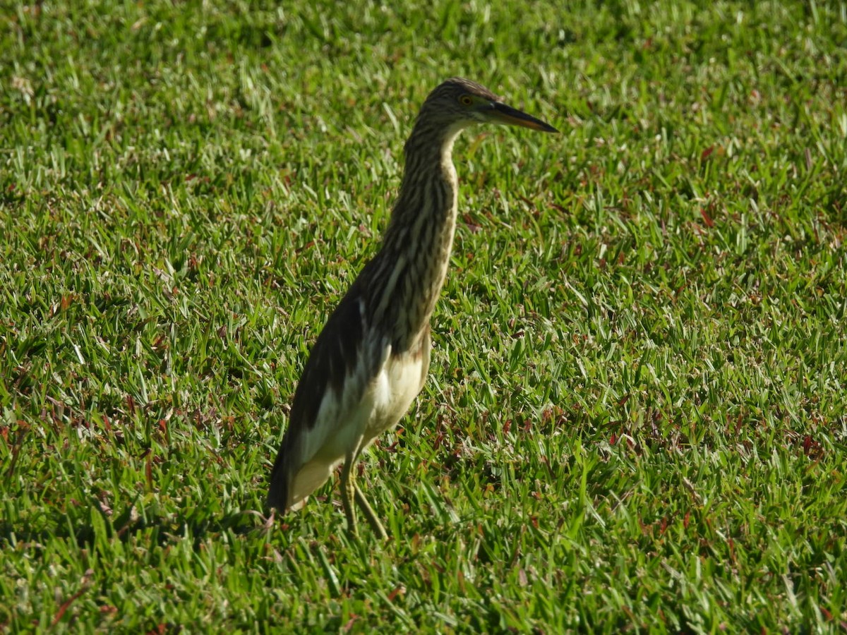 池鷺 - ML647604605