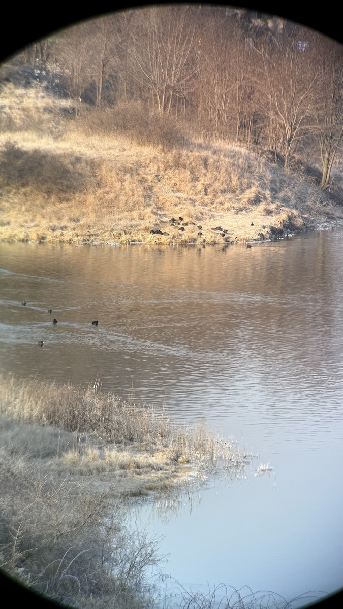 白冠雞 - ML647604606