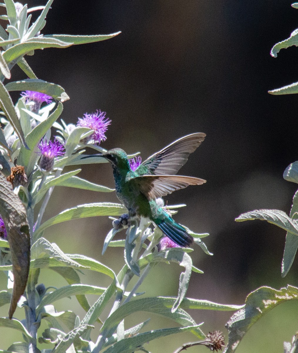 White-vented Violetear - ML647604607