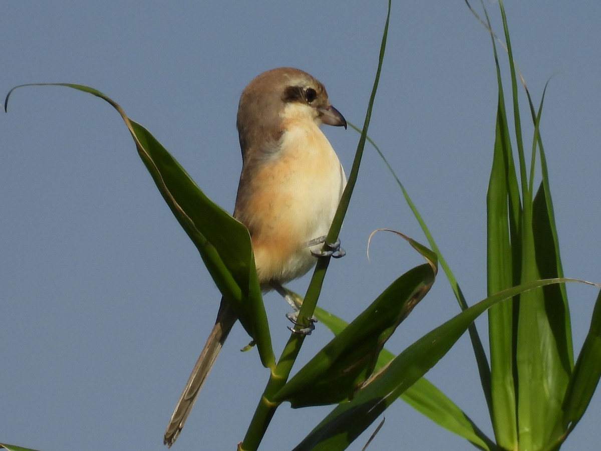 紅尾伯勞 - ML647604608