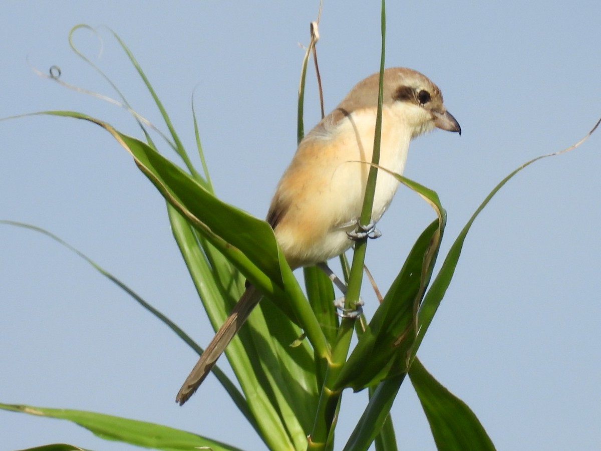 紅尾伯勞 - ML647604609