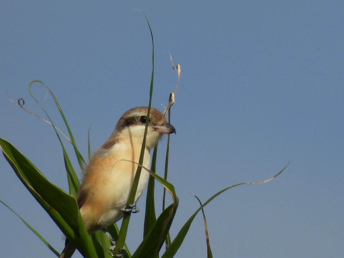 紅尾伯勞 - ML647604610