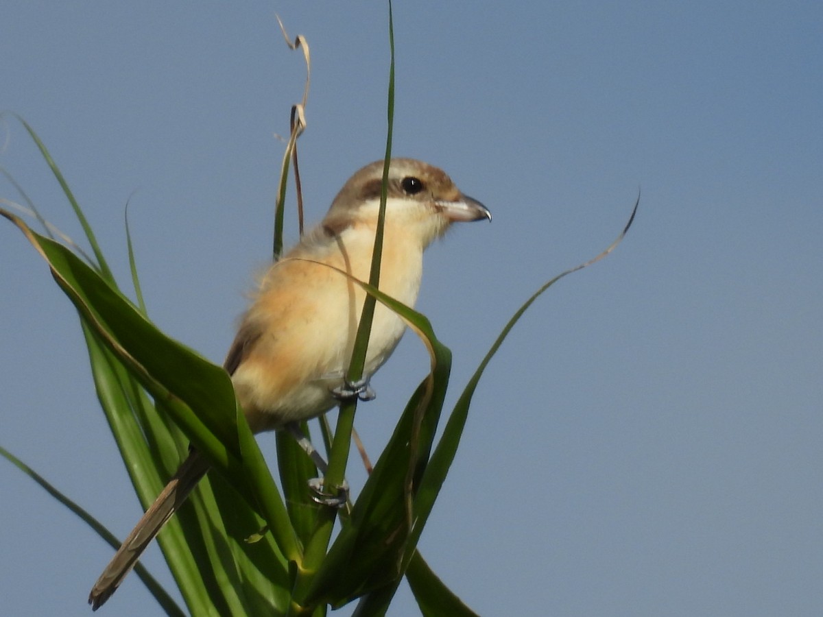 紅尾伯勞 - ML647604611