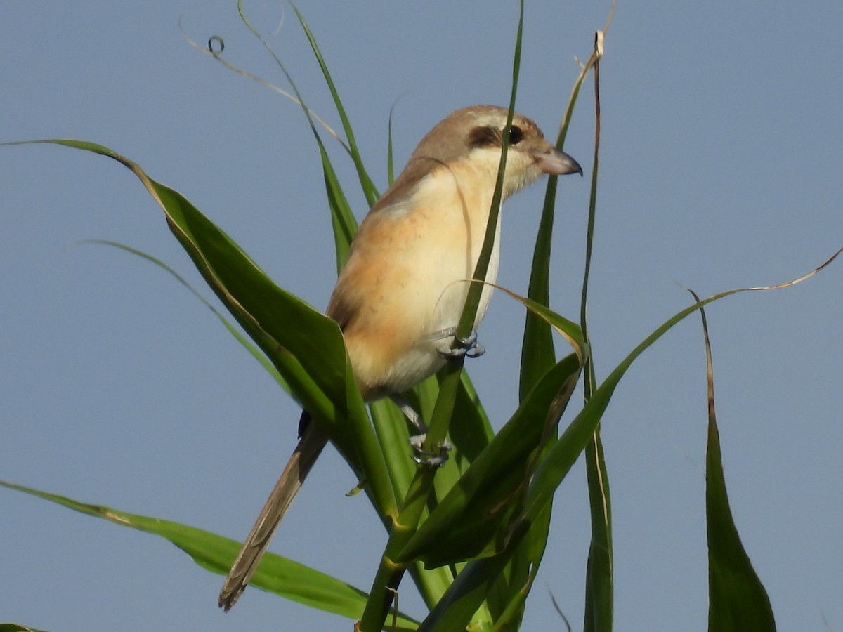 紅尾伯勞 - ML647604612