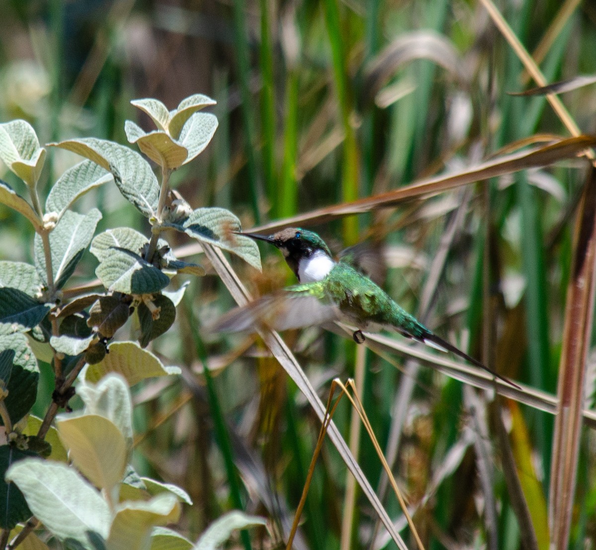 Horned Sungem - ML647604613