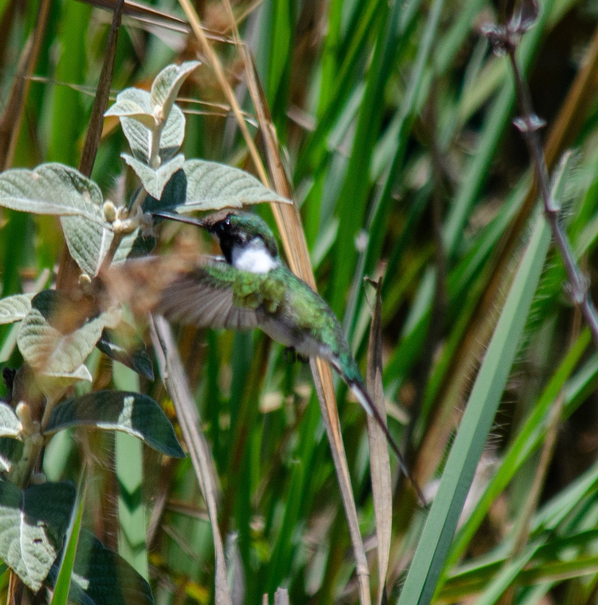 Horned Sungem - ML647604614