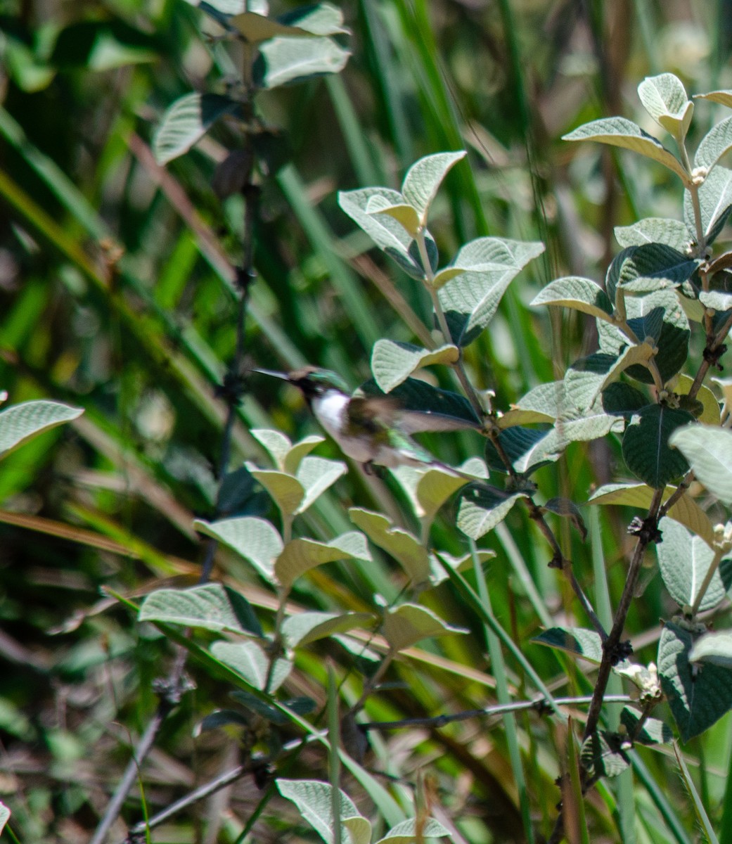 Horned Sungem - ML647604615