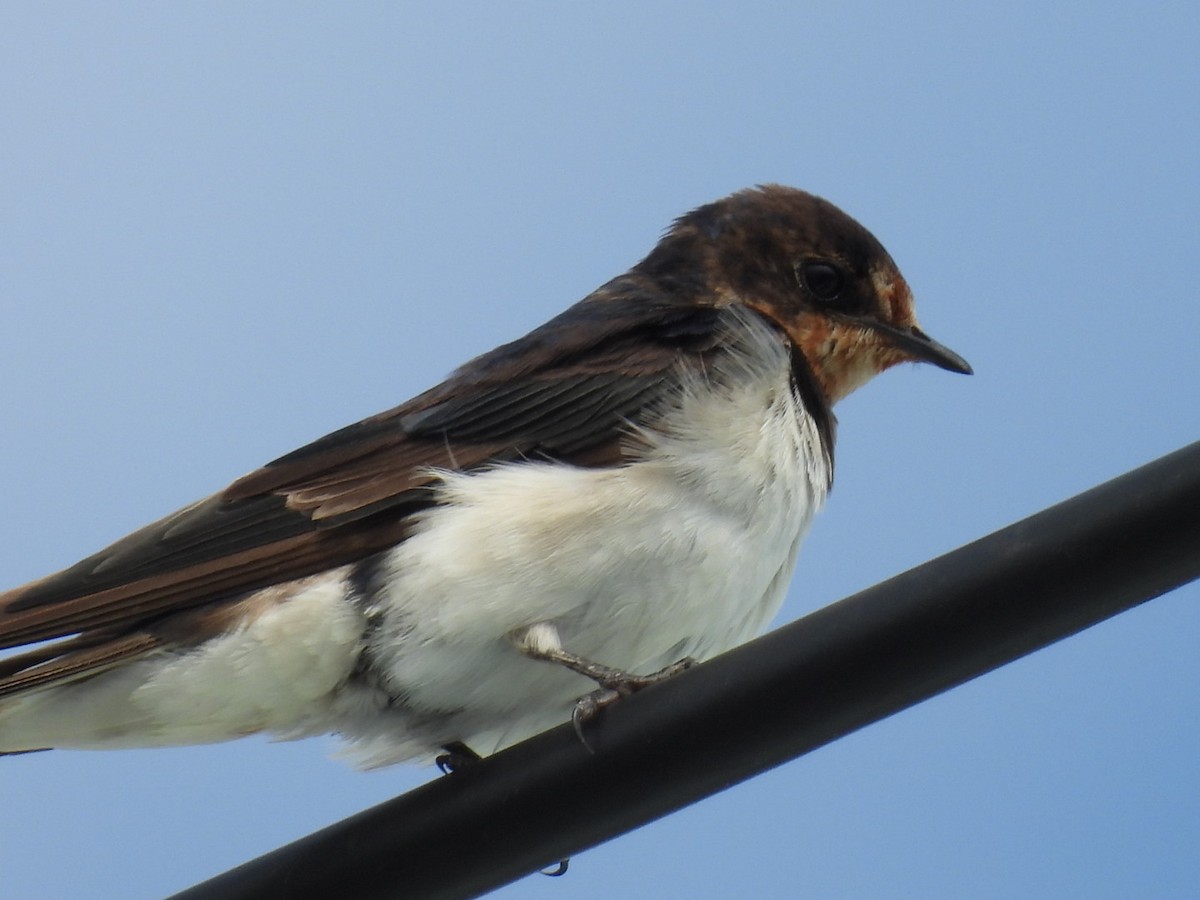 家燕 - ML647604616