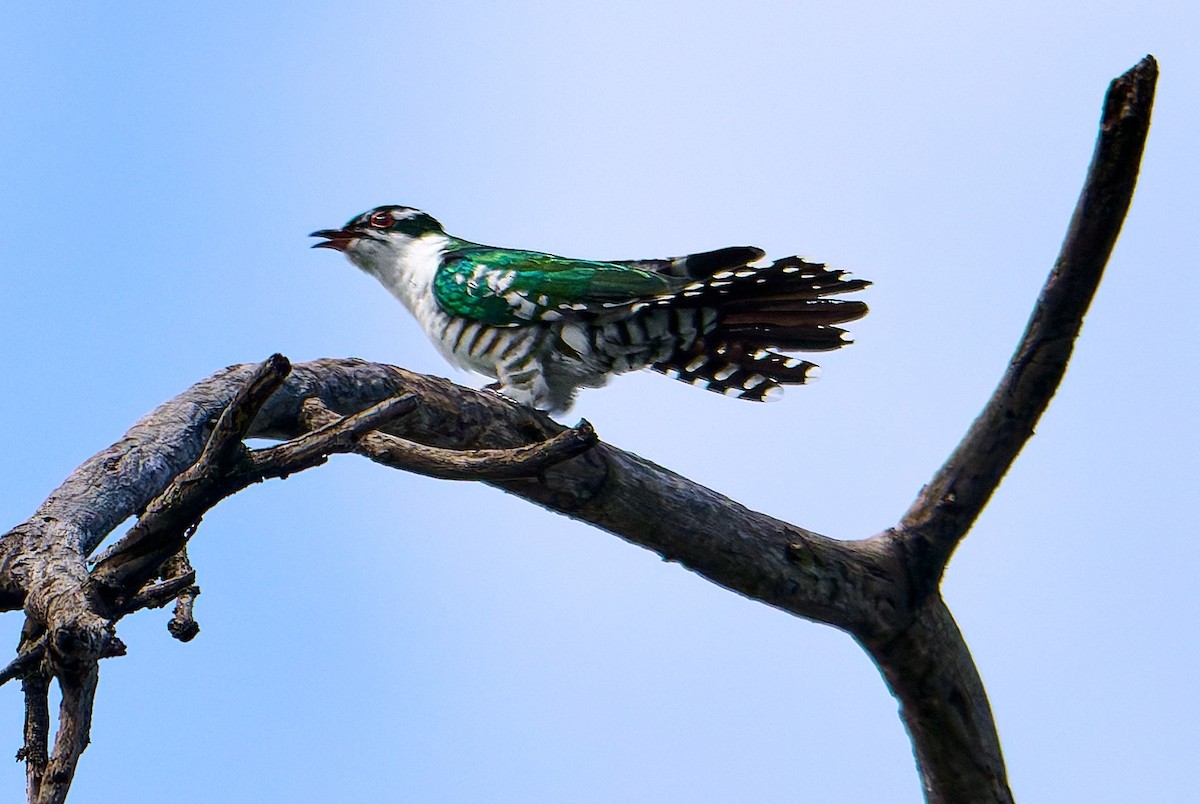 Dideric Cuckoo - ML647604617
