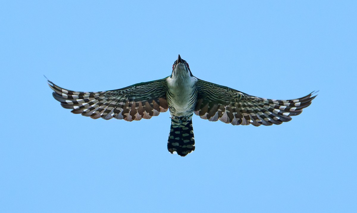 Dideric Cuckoo - ML647604619