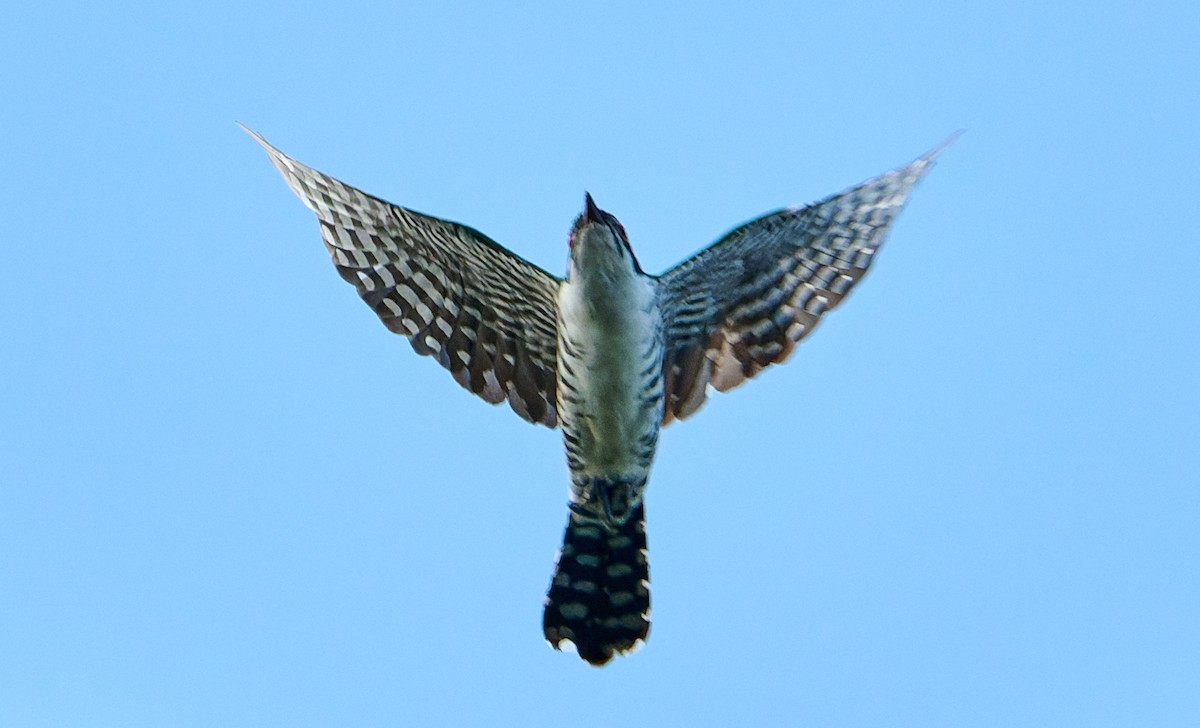 Dideric Cuckoo - ML647604620