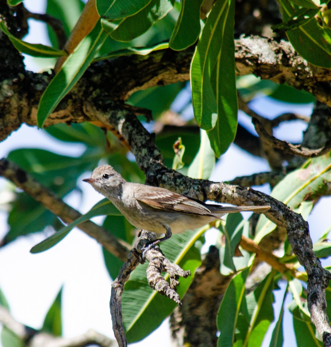 Lesser Elaenia - ML647604621
