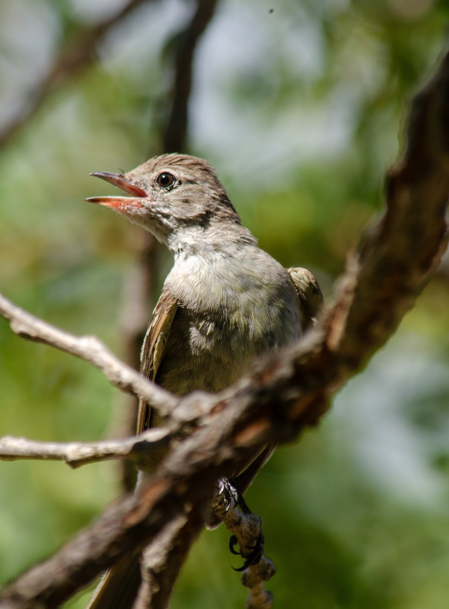 Lesser Elaenia - ML647604622