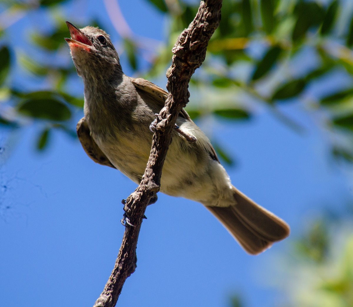 Lesser Elaenia - ML647604623
