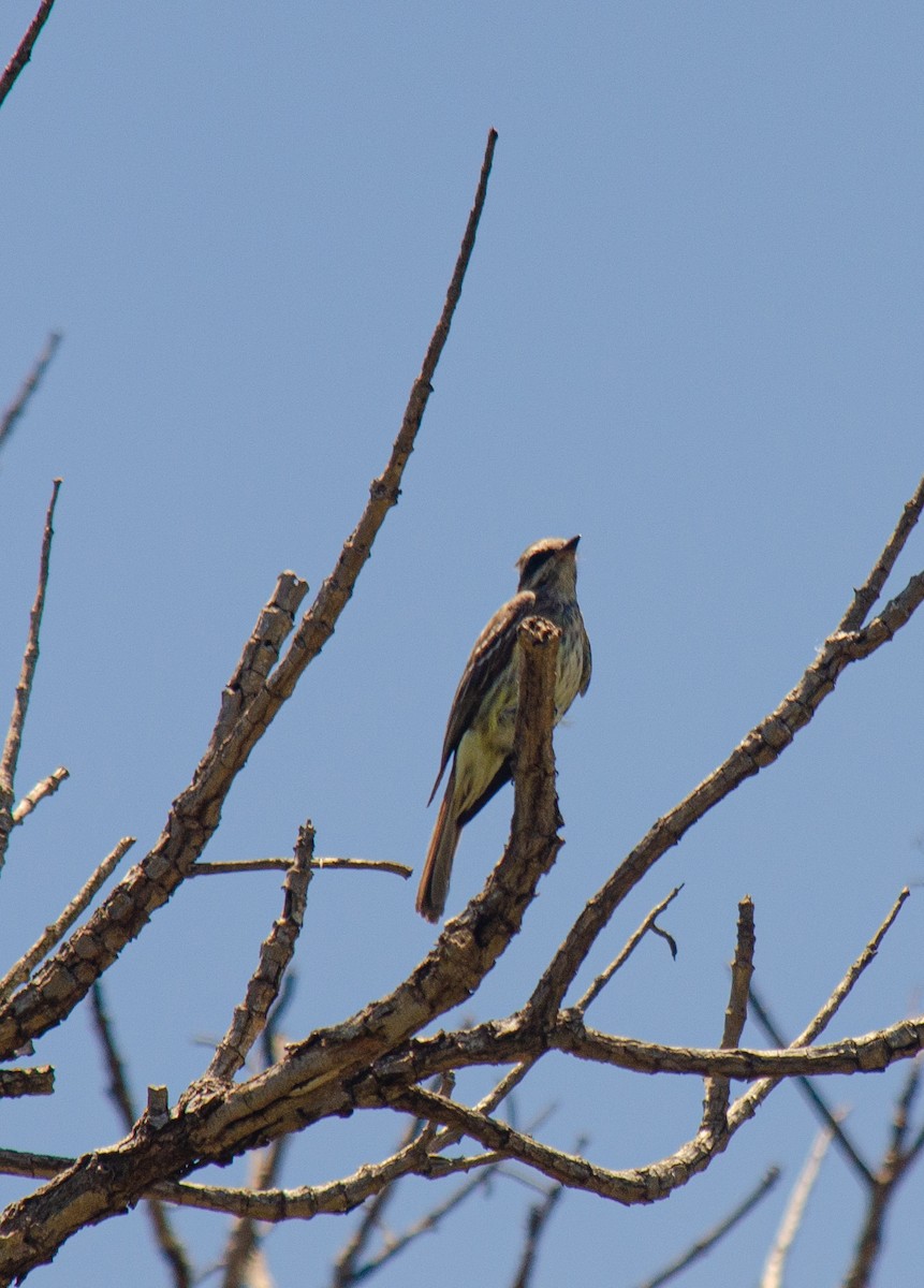 Variegated Flycatcher - ML647604624