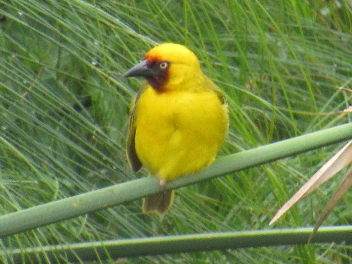 Tejedor Gorjipardo Norteño - ML647604627