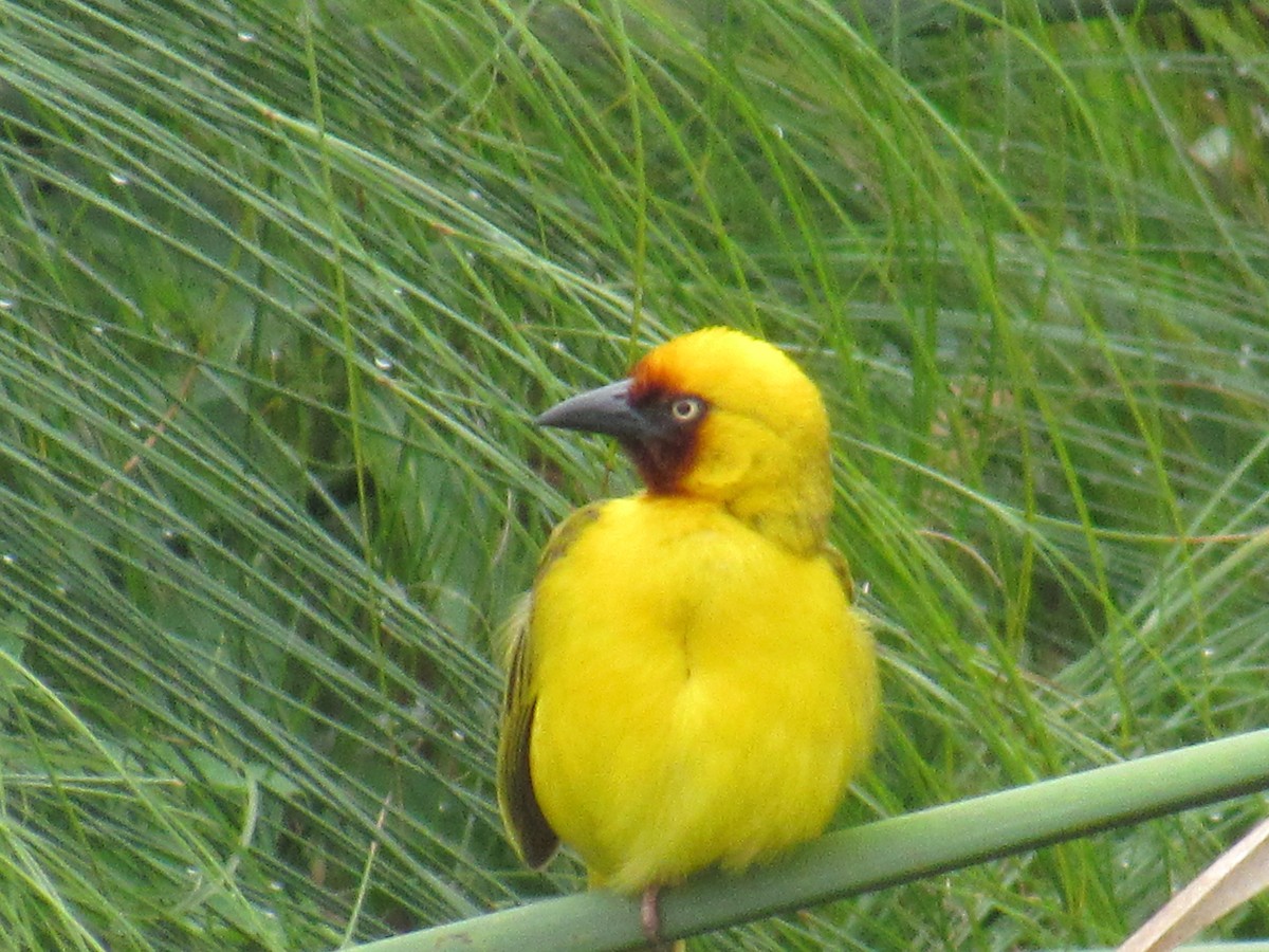 Tejedor Gorjipardo Norteño - ML647604628